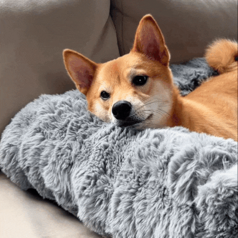 PawCover