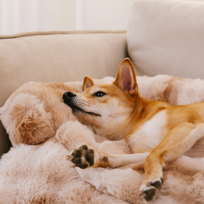 PawCover